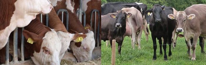 Bild links: Mastbullen am Fressgitter; Bild rechts: Kühe auf der Weide, Bild: Matthias Schuhbeck LELLEL