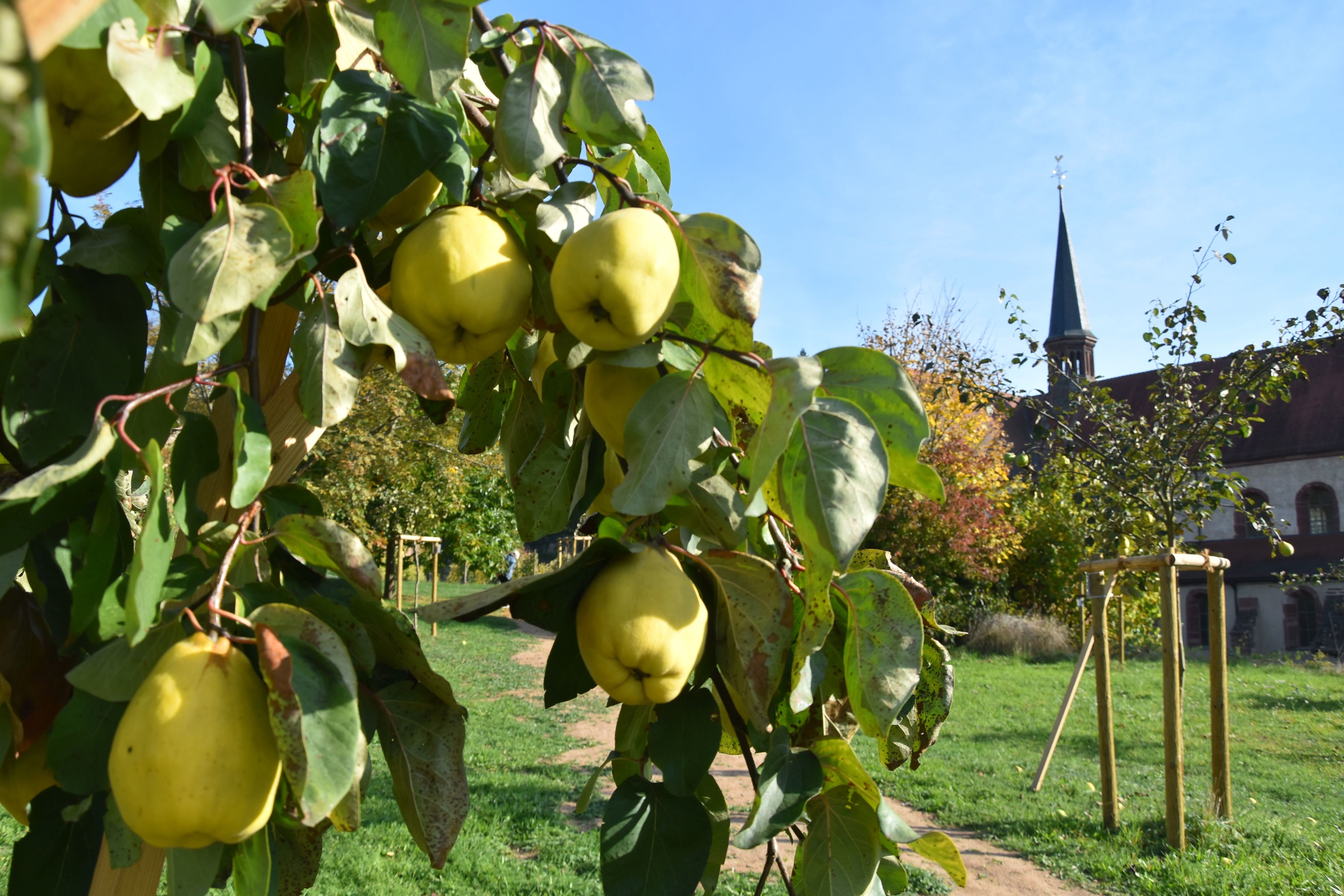 Quittenbaum im Kloster Bronnbach