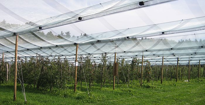 Prüfung schorfwiderstandsfähiger Sorten unter Hagelschutznetz; Foto: Kompetenzzentrum Obstbau-Bodensee